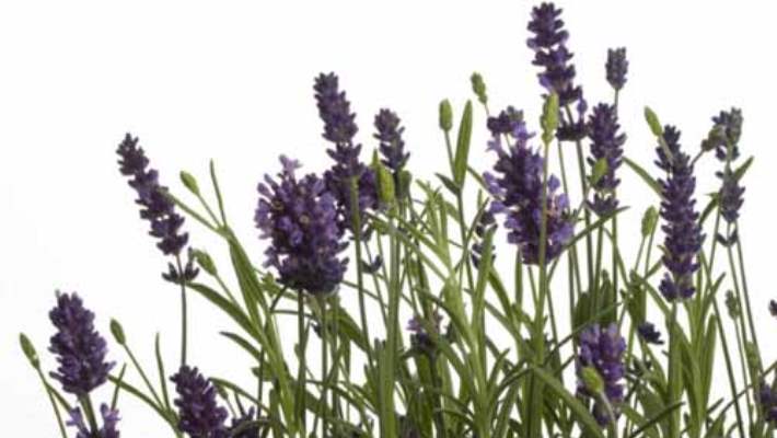 Cilt Renginizi Korumak İçin 4 İpucu