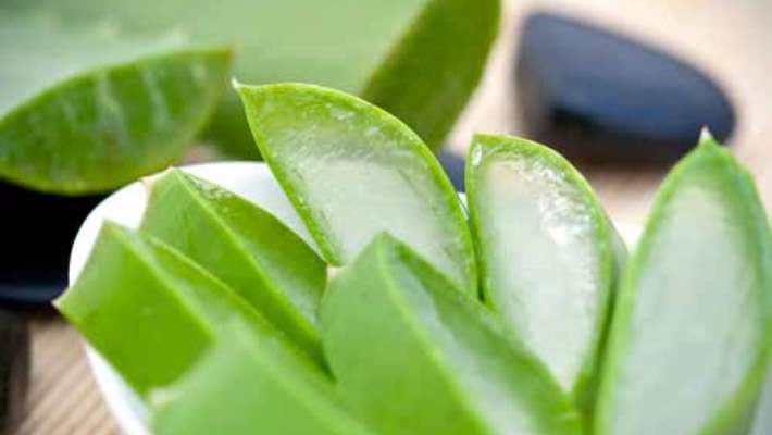 Aloe Vera: Cilt Bakımı İçin Mucizevi Bitki