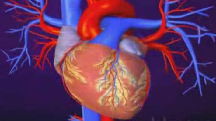 kalp sağlığı eğlenceli gerçekler