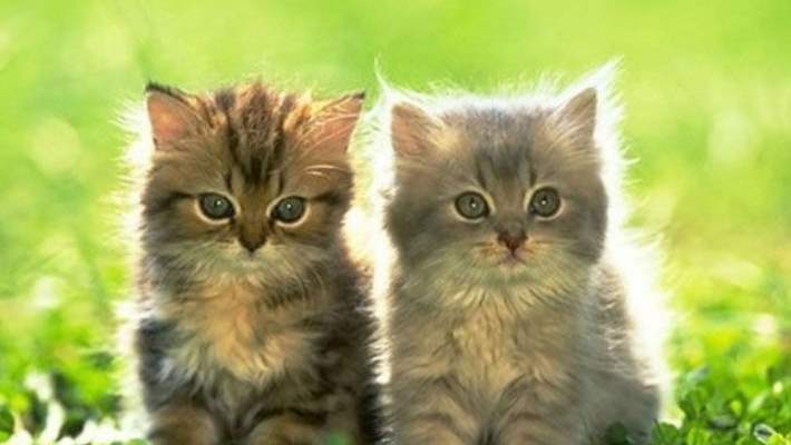 Kedi Alerjisine Yeni Çözüm