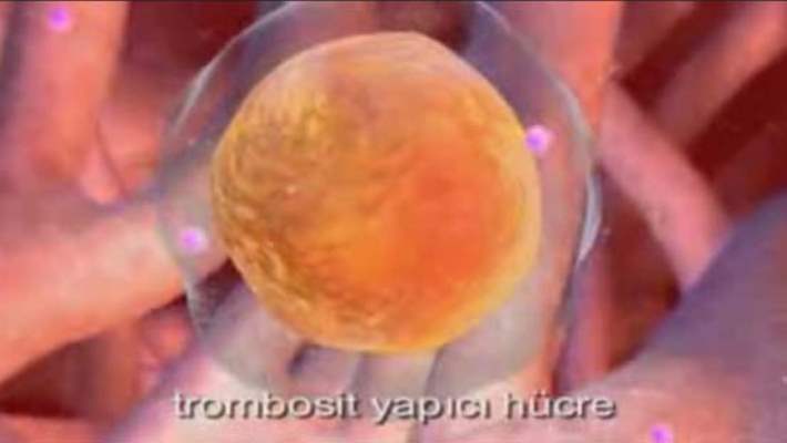 Trombosit Sayısı Azlığı Ve Doğal Çareler Hakkındaki Gerçekler