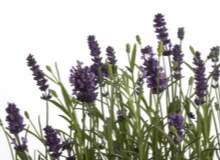 Lavantanın Güzellik Faydaları Lavantanın Güzellik Faydaları