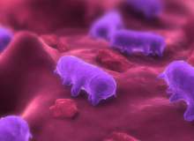 Dirençli Salmonella Araştırmacılara Endişe Veriyor Dirençli Salmonella Araştırmacılara Endişe Veriyor
