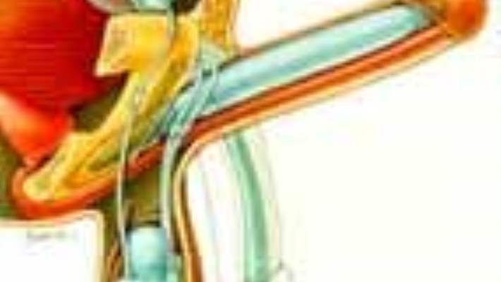 Hasta Penis Protezinin Boyunu Seçebilir Mi?