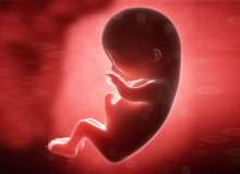 Hamileliğin 7.  haftasında hangi organlar oluşur? Hamileliğin 7.  haftasında hangi organlar oluşur?