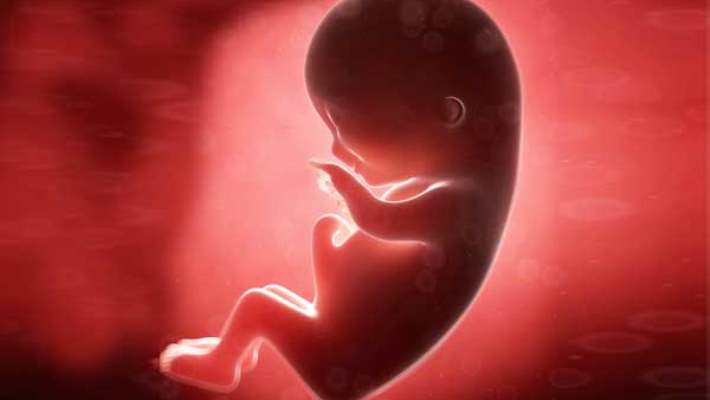 Hamileliğin 7.  Haftasında Hangi Organlar Oluşur?