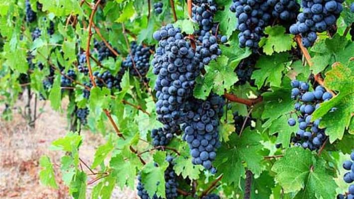 Karadeniz İn Kara Üzümü Şifa Dağıtacak