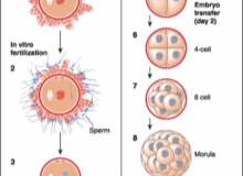 Kadınlarda yumurtlamayı engelleyen faktörler nelerdir hangi? Kadınlarda yumurtlamayı engelleyen faktörler nelerdir hangi?