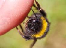 Öldürücü Bakterilere Karşı Arıların Propolisi