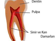 Diş Pulpası Kök Hücreleri Diş Pulpası Kök Hücreleri