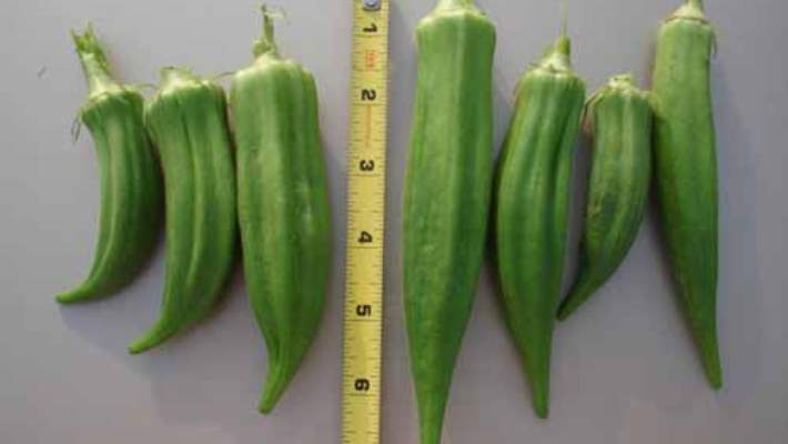 Kadınlar İçin Penis Boyu Önemli Midir?