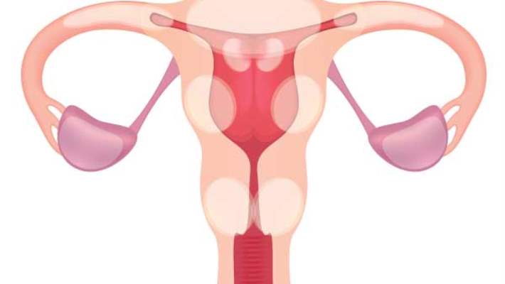 Normal Doğumda Genişleyen Vajina Eski Haline Döner Mi?