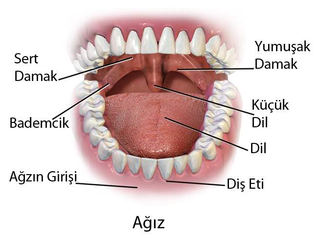 Laminte diş kaplamaları hangi avantajları sağlar?