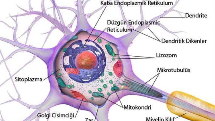 Nörojenez (Nörogenez)