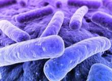 Yaygın Mikrop Ciddi Kan Enfeksiyonlarına Yol Açıyor