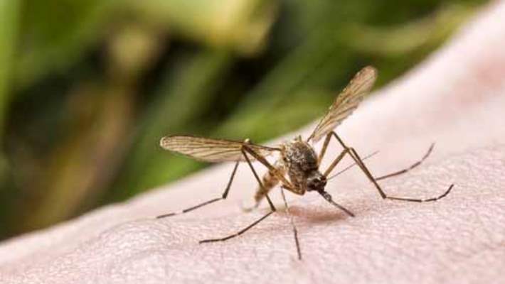 Tarihi Değiştiren Hastalıklardan Sarı Humma