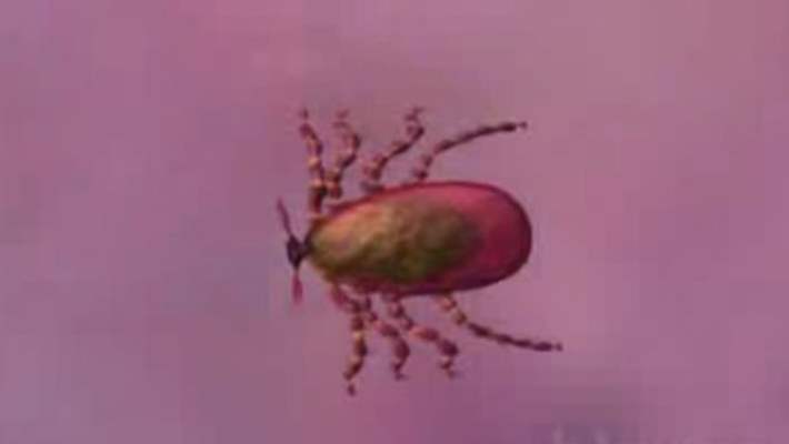 Kene Türleri Fotoğraflandı