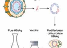 Enfeksiyona Bağlı Kanserleri Önlemek Mümkün Enfeksiyona Bağlı Kanserleri Önlemek Mümkün