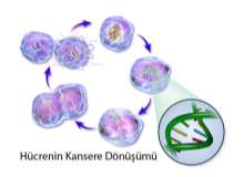 Enfeksiyon Kanser Nedeni Enfeksiyon Kanser Nedeni