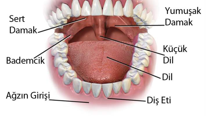 Diş Protezi Türleri Nelerdir?