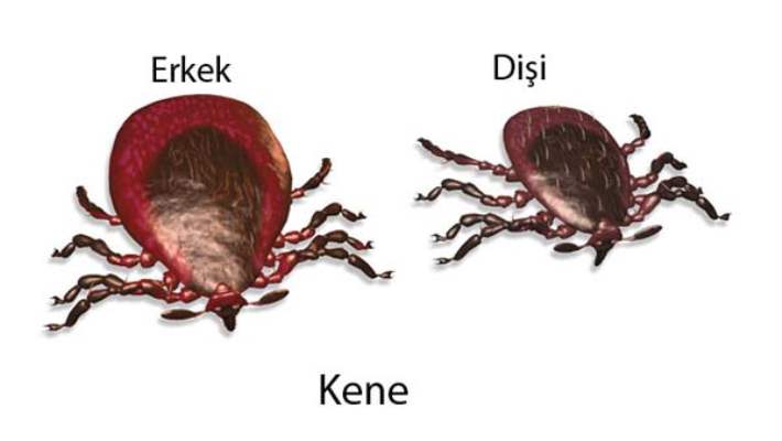 Kene İle Mücadelede Yanlış Uygulamalar