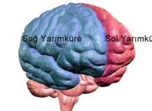 Beyin korteksi