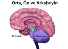 Beyin zarlarının yapısı ve işlevleri