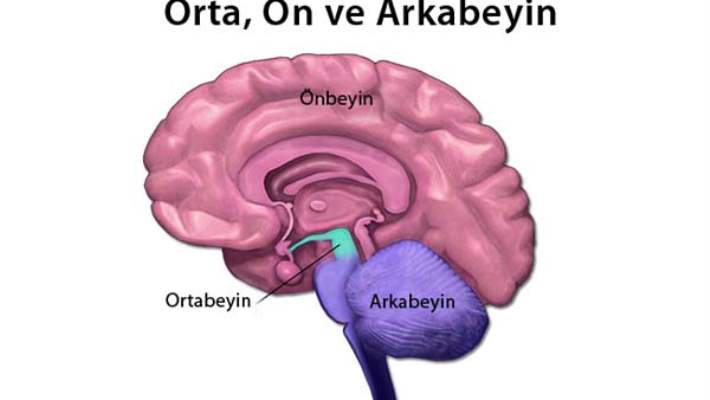 Beyin Zarlarının Yapısı Ve İşlevleri