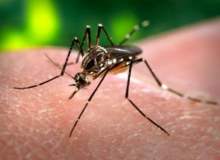 Batı Nil Virüsü Alarmı