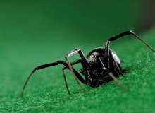 Siyah Örümcek Isırması Tedavisi