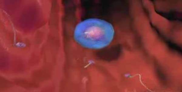 Sperm Hücrelerinin Gen Haritası Çıkarıldı