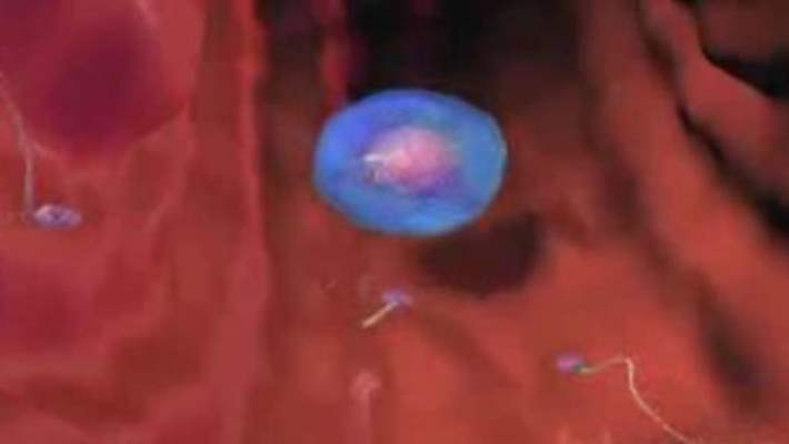 Sperm Hücrelerinin Gen Haritası Çıkarıldı