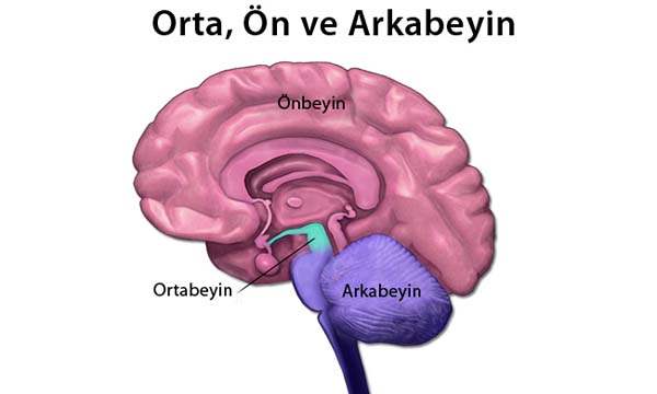 Beyin Sarsıntılarında Kalıcı Hasar Riski