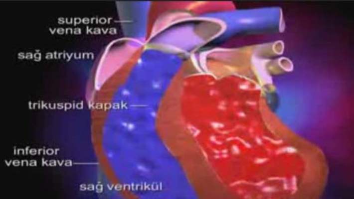 Atriyal Çırpınım Nedir Ve Başıma Neler Getirir?