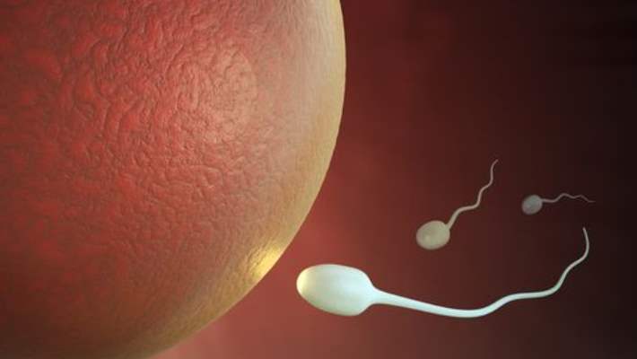 Kısır Erkeklere Yardımcı Olacak Sperm Mıknatısı