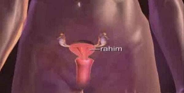 Rahim ağzı kanserinin oluşum aşamaları