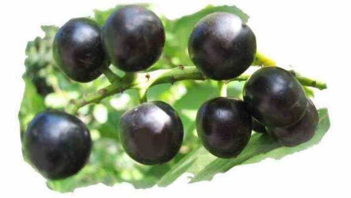 Diyabet İçin Şifa Kaynağı