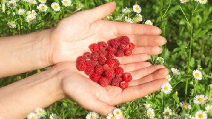 Lipit Ve Kolesterolünüz Mü Yüksek?