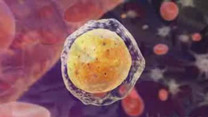 Kök Hücre Nakillerinde Başarı Artacak