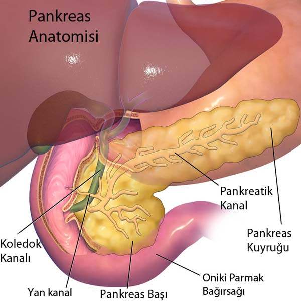 Pankreas Kanserinin Teşhisi Nasıldır