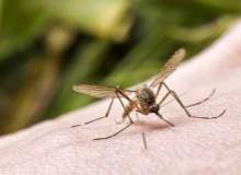 Sıtmaya Karşı Kışa Kadar İlaçlama