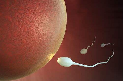 Yağlı Yemek Sperm Kalitesini Azaltıyor