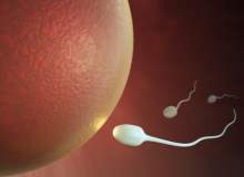 Yağlı Yemek Sperm Kalitesini Azaltıyor