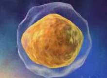 Kök hücreden tiroit yapıldı Kök hücreden tiroit yapıldı