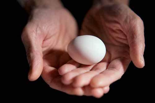 Tavuk yumurtası kolesterol için yararlı mı zararlı mı?