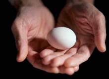 Tavuk yumurtası kolesterol için yararlı mı zararlı mı?