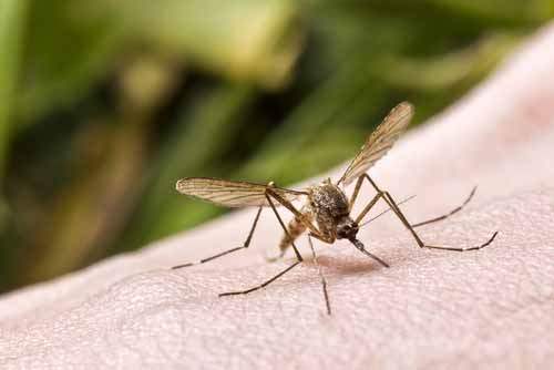 Uyku hastalığı ilacının klinik testlerine başlandı