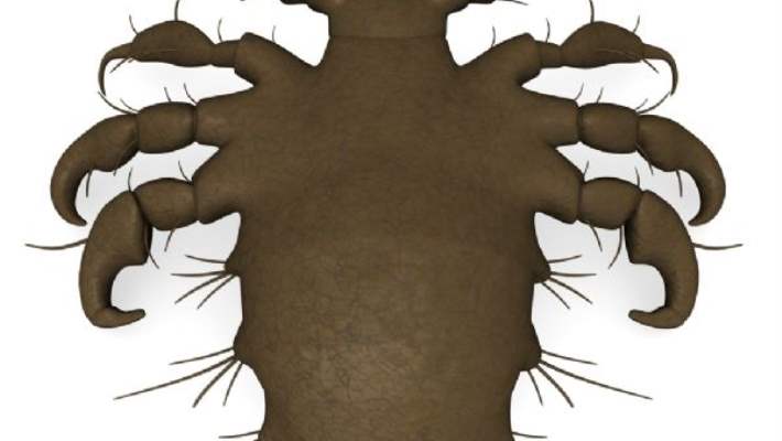 Kasık Biti Tedavisi