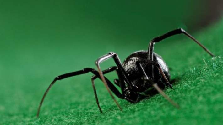 Karadul Örümceği Isırması Tedavisi