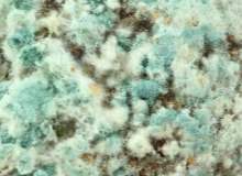 Küf Alerjisi Küf Alerjisi